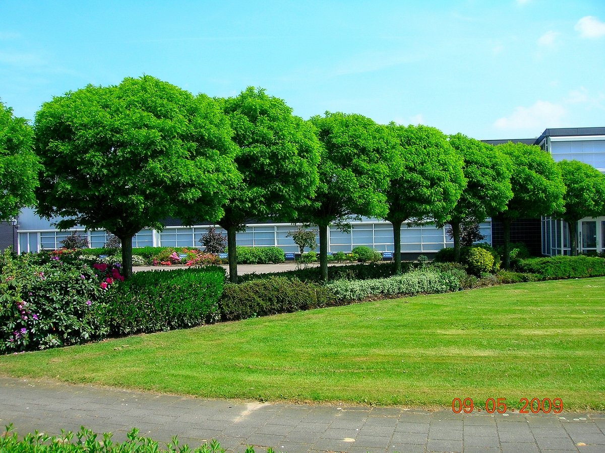 Robinia pseudoacacia Umbraculifera 2